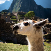Excursión Machu Picchu