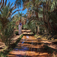 Palmeral de Hassi Labied