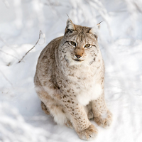 Ranua Wildlife Park