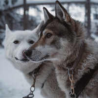 Safari de Huskies