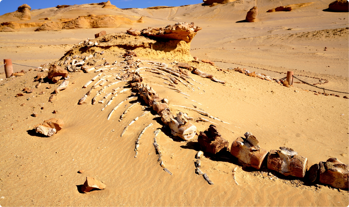 Egipto de Norte a Sur