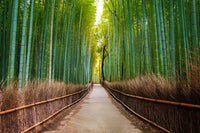 Bosque de Bambú de Arashiyama