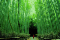 Recorrido por el Bosque de Bambú de Arashiyama