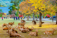 Paseo por el Parque de Nara
